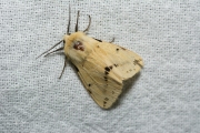 Gele tijger / Buff Ermine (Spilosoma lutea)