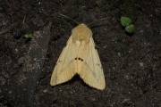 Gele tijger / Buff Ermine (Spilosoma lutea)