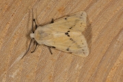 Gele tijger / Buff Ermine (Spilosoma lutea)