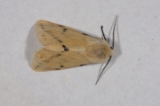 Gele tijger / Buff Ermine (Spilosoma lutea)