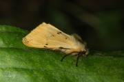 Gele tijger / Buff Ermine (Spilosoma lutea)