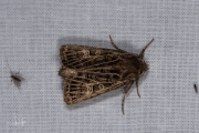 Gelijnde grasuil / Feathered Gothic (Tholera decimalis)