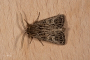 Gelijnde grasuil / Feathered Gothic (Tholera decimalis)