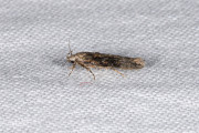 Gelijnde smalpalpmot / Elm Groundling (Carpatolechia fugitivella), micro