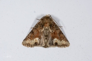 Gelobd halmuiltje / Marbled Minor (Oligia strigilis)