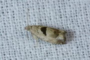 Gemarmerde oogbladroller (Epinotia ramella), micro