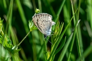 Gentiaanblauwtje / Alcon Blue (Phengaris alcon)