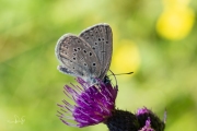 Gentiaanblauwtje / Alcon Blue (Phengaris alcon)