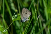 Gentiaanblauwtje / Alcon Blue (Phengaris alcon)