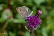 Gentiaanblauwtje / Alcon Blue (Phengaris alcon)