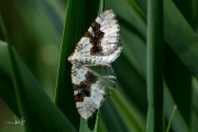 Geoogde bandspanner / Silver-ground Carpet (Xanthorhoe montanata)