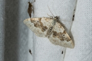 Geoogde bandspanner / Silver-ground Carpet (Xanthorhoe montanata)