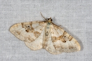 Geoogde bandspanner / Silver-ground Carpet (Xanthorhoe montanata)