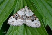 Geoogde bandspanner / Silver-ground Carpet (Xanthorhoe montanata)