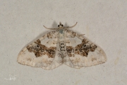 Geoogde bandspanner / Silver-ground Carpet (Xanthorhoe montanata)