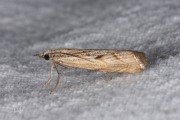 Gepijlde grasmot / Elbow-striped Grass-veneer (Agriphila geniculea), micro