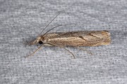 Gepijlde grasmot / Elbow-striped Grass-veneer (Agriphila geniculea), micro