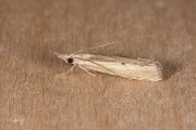 Gepijlde grasmot / Elbow-striped Grass-veneer (Agriphila geniculea), micro