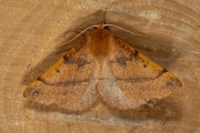 Gepluimde spanner / Feathered Thorn (Colotois pennaria)