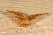 Gepluimde spanner / Feathered Thorn (Colotois pennaria)