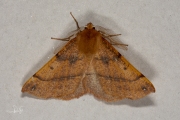Gepluimde spanner / Feathered Thorn (Colotois pennaria)