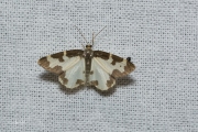 Gerande spanner / Clouded Border (Lomaspilis marginata)