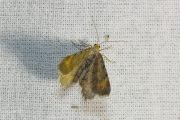 Gerimpelde spanner / Tawny-barred Angle (Macaria liturata)