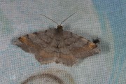 Gerimpelde spanner / Tawny-barred Angle (Macaria liturata)