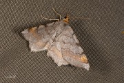 Gerimpelde spanner / Tawny-barred Angle (Macaria liturata)