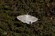 Gestreepte bremspanner / Grass Wave (Perconia strigillaria)