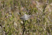 Gestreepte bremspanner / Grass Wave (Perconia strigillaria)