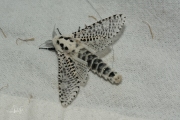 Gestippelde houtvlinder / Leopard Moth (Zeuzera pyrina)