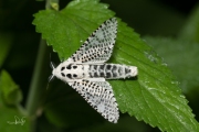 Gestippelde houtvlinder / Leopard Moth (Zeuzera pyrina)