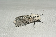 Gestippelde houtvlinder / Leopard Moth (Zeuzera pyrina)