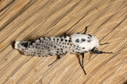 Gestippelde houtvlinder / Leopard Moth (Zeuzera pyrina)