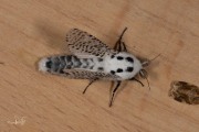 Gestippelde houtvlinder / Leopard Moth (Zeuzera pyrina)