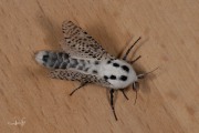 Gestippelde houtvlinder / Leopard Moth (Zeuzera pyrina)