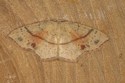 Gestippelde oogspanner / Maiden's Blush (Cyclophora punctaria)