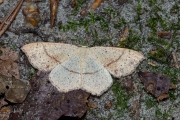 Gestippelde oogspanner / Maiden's Blush (Cyclophora punctaria)