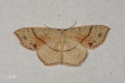 Gestippelde oogspanner / Maiden's Blush (Cyclophora punctaria)