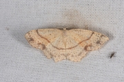 Gestippelde oogspanner / Maiden's Blush (Cyclophora punctaria)