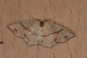 Gestippelde oogspanner / Maiden's Blush (Cyclophora punctaria)