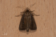 Gestippelde rietboorder / Twin-spotted Wainscot (Lenisa geminipuncta)