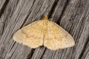 Gestreepte goudspanner / Yellow Shell (Camptogramma bilineata)