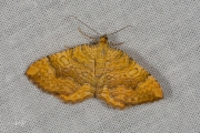 Gestreepte goudspanner / Yellow Shell (Camptogramma bilineata)