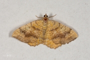 Gestreepte goudspanner / Yellow Shell (Camptogramma bilineata)