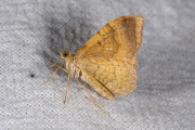 Gestreepte goudspanner / Yellow Shell (Camptogramma bilineata)