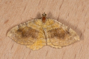 Gestreepte goudspanner / Yellow Shell (Camptogramma bilineata)