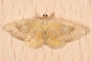 Gestreepte goudspanner / Yellow Shell (Camptogramma bilineata)