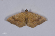 Gestreepte goudspanner / Yellow Shell (Camptogramma bilineata)